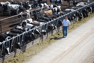 Your Checkoff Dollars are Funding Vital Beef-on-Dairy Research 